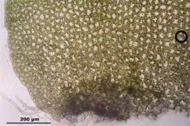 Attēlu rezultāti vaicājumam “Barbilophozia attenuata”