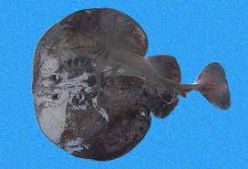 Image result for Tetronarce nobiliana