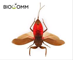 Attēlu rezultāti vaicājumam “Nepa cinerea”