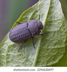 Attēlu rezultāti vaicājumam “Opatrum sabulosum”