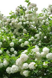 Attēlu rezultāti vaicājumam “Viburnum opulus flower”