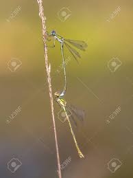 Attēlu rezultāti vaicājumam “Lestes virens”