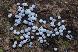 Attēlu rezultāti vaicājumam “Badhamia dubia”