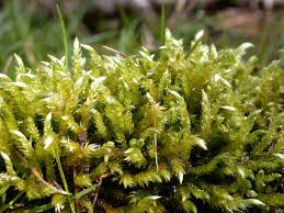 Attēlu rezultāti vaicājumam “Brachythecium salebrosum sporophyte”