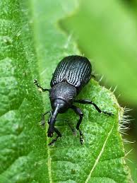 Attēlu rezultāti vaicājumam “Magdalis sp.”