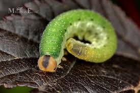 Attēlu rezultāti vaicājumam “Allantus cinctus”