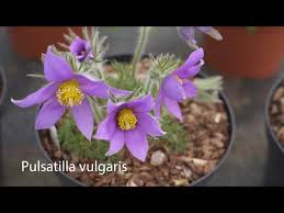 Attēlu rezultāti vaicājumam “Pulsatilla vulgaris”