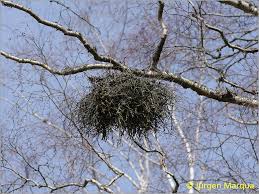 Attēlu rezultāti vaicājumam “Taphrina betulina”