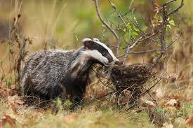 Attēlu rezultāti vaicājumam “Meles meles”