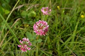 Attēlu rezultāti vaicājumam “Trifolium hybridum flower”