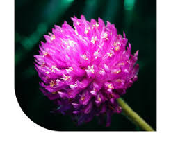 Image result for Kugelamarant