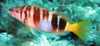 Image result for Serranus scriba