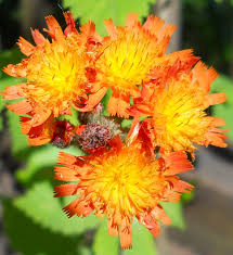 Attēlu rezultāti vaicājumam “Pilosella aurantiaca flower”