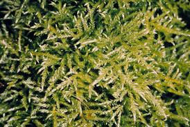 Attēlu rezultāti vaicājumam “Brachythecium rivulare”