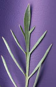 Attēlu rezultāti vaicājumam “Centaurea stoebe fruit”