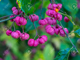 Attēlu rezultāti vaicājumam “Euonymus europaeus bud”