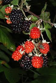 Attēlu rezultāti vaicājumam “Rubus nessensis fruit”