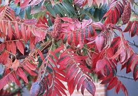 Attēlu rezultāti vaicājumam “Rhus typhina leaf”