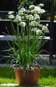Image result for Allium tuberosum