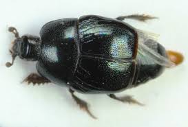 Attēlu rezultāti vaicājumam “Hypocaccus rugiceps”