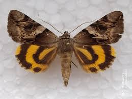 Attēlu rezultāti vaicājumam “Catocala fulminea”