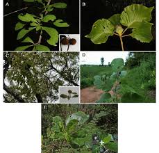 Attēlu rezultāti vaicājumam “Rubiaceae”