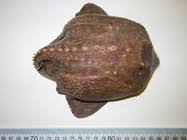 Image result for Amblyraja hyperborea