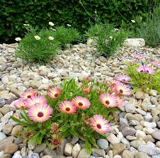Image result for Mesembryanthemum criniflorum