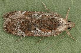 Attēlu rezultāti vaicājumam “Agonopterix hypericella”