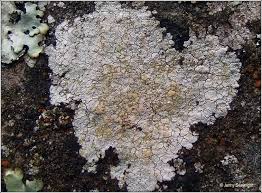 Attēlu rezultāti vaicājumam “Trapelia coarctata”