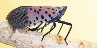 Attēlu rezultāti vaicājumam “Lycogala persicum macro”