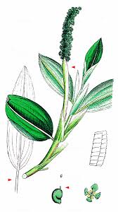 Attēlu rezultāti vaicājumam “Potamogeton lucens”