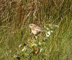 Attēlu rezultāti vaicājumam “Saxicola rubetra juvenile”