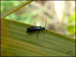 Attēlu rezultāti vaicājumam “Dasytes caeruleus”