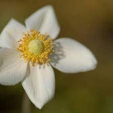 Attēlu rezultāti vaicājumam “Anemone sylvestris fruit”