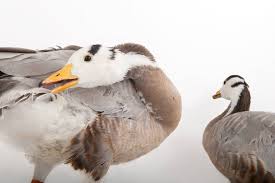 Attēlu rezultāti vaicājumam “Anser anser juvenile”