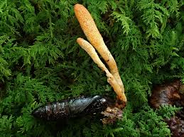 Attēlu rezultāti vaicājumam “Cordyceps”