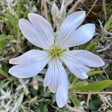 Attēlu rezultāti vaicājumam “Cerastium tomentosum flower”