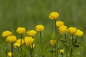 Attēlu rezultāti vaicājumam “Trollius europaeus flower”