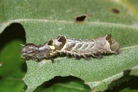 Attēlu rezultāti vaicājumam “Abrostola triplasia”