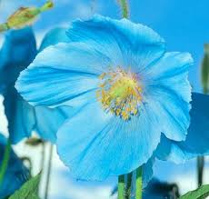 Image result for Scheinmohn