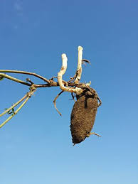 Attēlu rezultāti vaicājumam “Lathyrus tuberosus leaf”