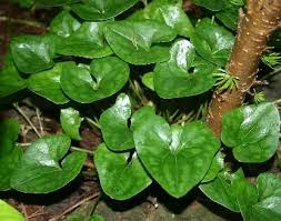 Attēlu rezultāti vaicājumam “Asarum europaeum leaf”