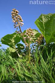 Attēlu rezultāti vaicājumam “Petasites hybridus”