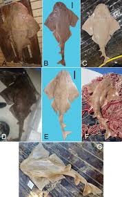 Image result for Squatina dumeril