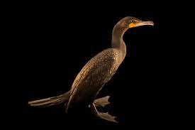Image result for Phalacrocorax auritus