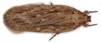 Attēlu rezultāti vaicājumam “Depressaria olerella”