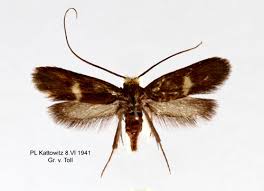 Attēlu rezultāti vaicājumam “Cauchas rufimitrella”