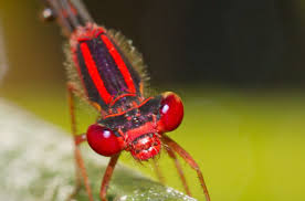 Attēlu rezultāti vaicājumam “Seligeria donniana”
