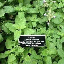 Image result for Nepeta cataria